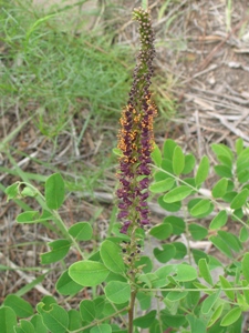 Amorpha fruticosa